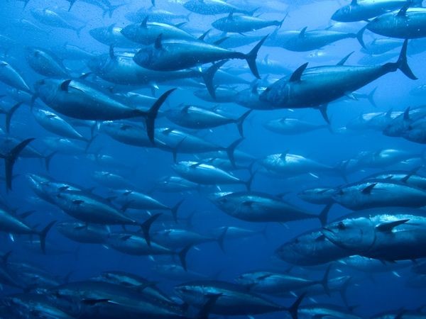 Opagac y WWF arrancan su Proyecto de Mejora de Pesquería
