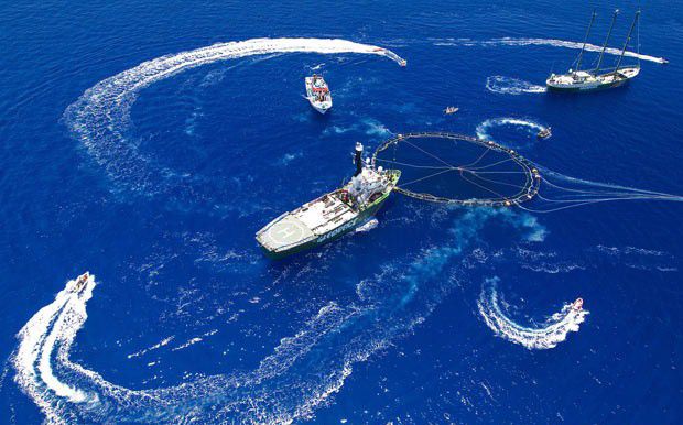 La pesca de cerco de atún tropical es la que menos emisiones de CO2 libera a la atmósfera para producir un kilo de proteína