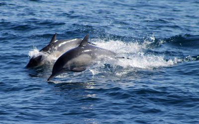 Las poblaciones de delfines del Índico disminuyen más de un 80% desde los 50 por el uso de redes a la deriva