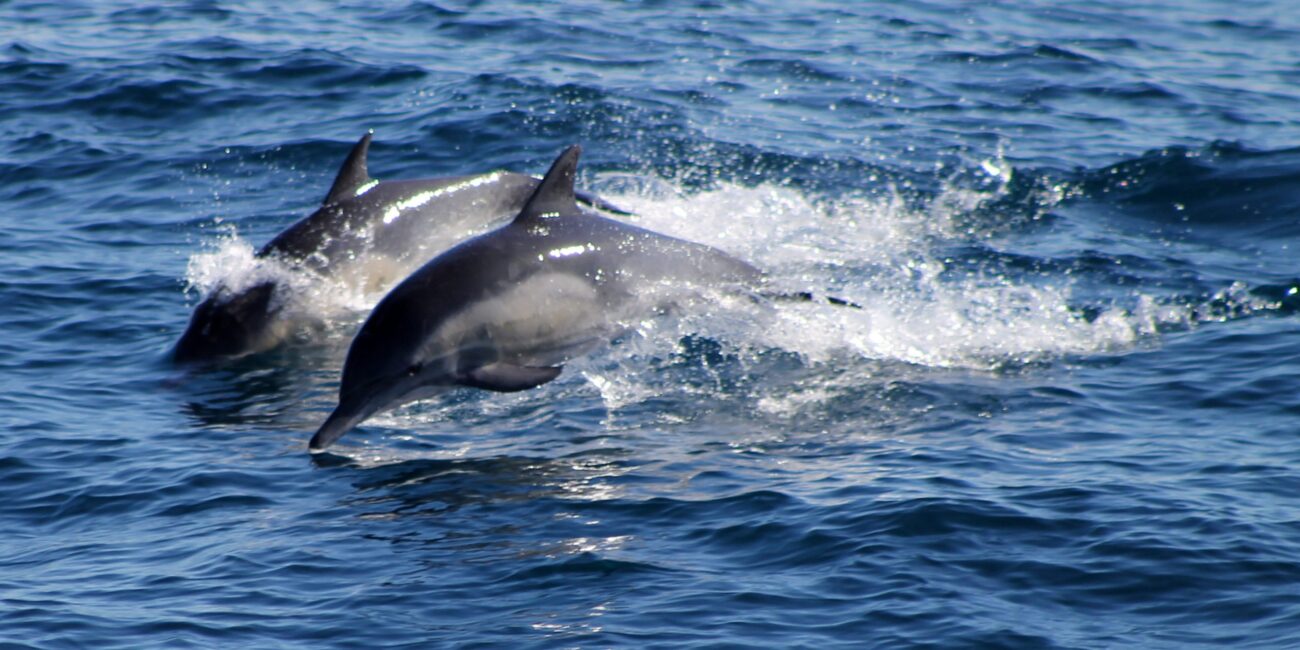 Delfines. Fuente pxhere.com