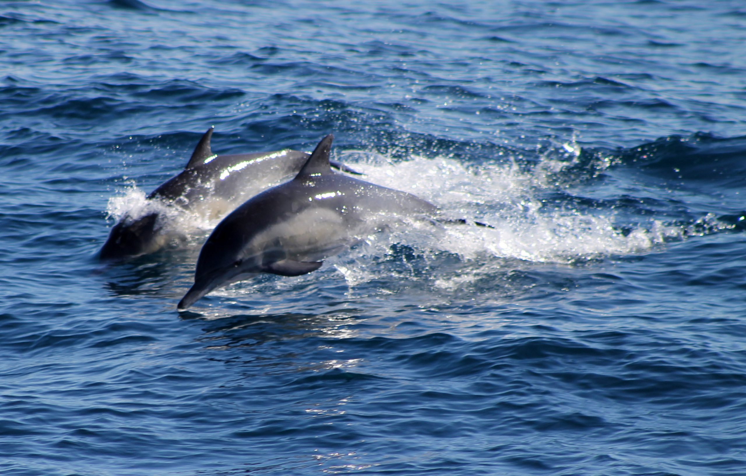 Delfines. Fuente pxhere.com