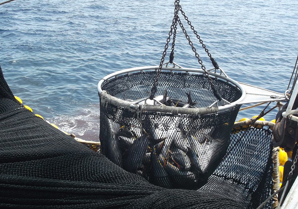La flota atunera de cerco sufre el impacto de las medidas en vigor para la recuperación del atún patudo en el Atlántico